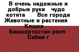 В очень надежные и добрые руки - чудо - котята!!! - Все города Животные и растения » Кошки   . Башкортостан респ.,Сибай г.